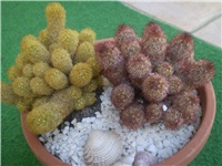 f4d3eee2-Picture 7144.jpg